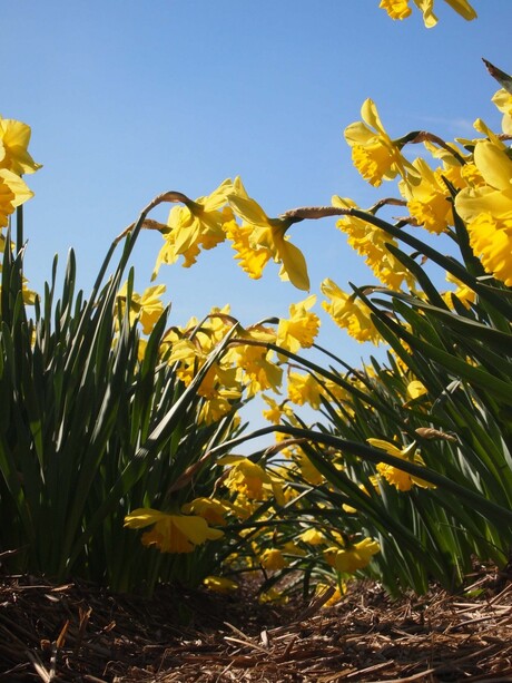 Narcis laag standpunt