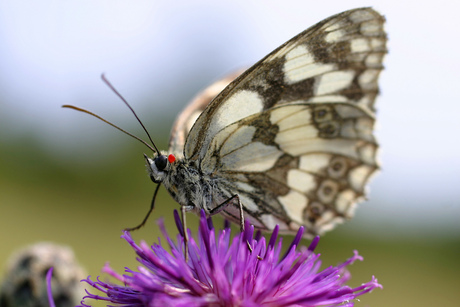 Vlinder op bloem