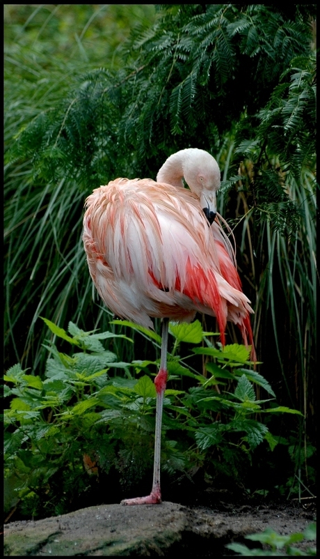 Flamingo