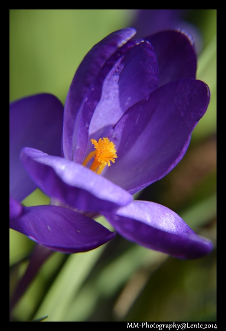 Lente in macro