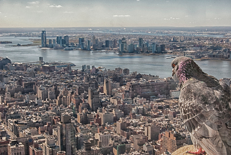 View from the Empire State Building