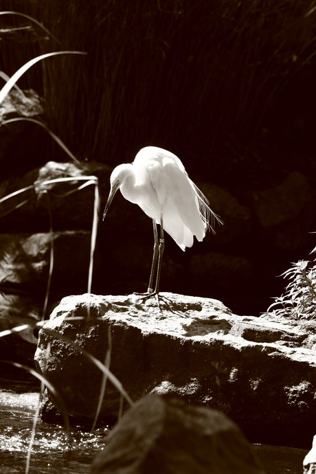 Witte reiger