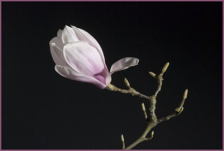 Magnolia buitenkant