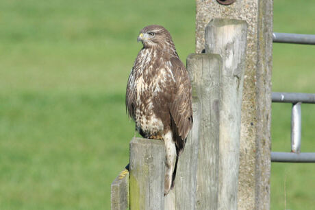 Buizerd