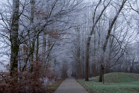 Witte bomen