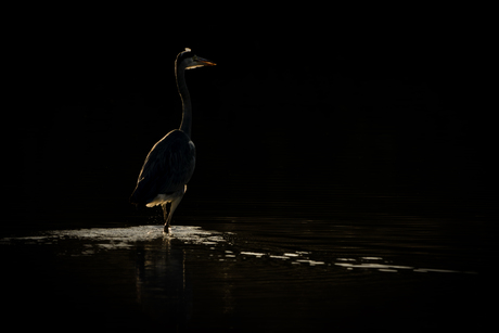 Blauwe reiger