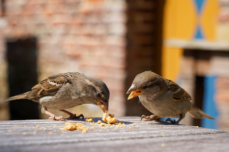 De mussen eten de kruimels van de tafel 