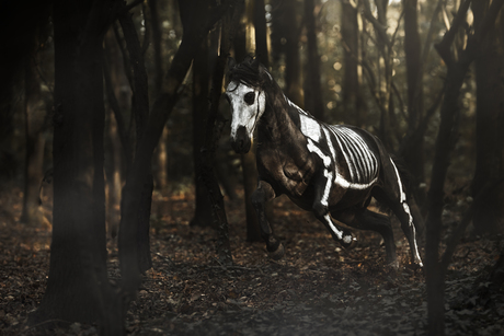 Skeleton Horse