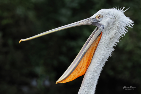 De schreeuwerd van Avifauna