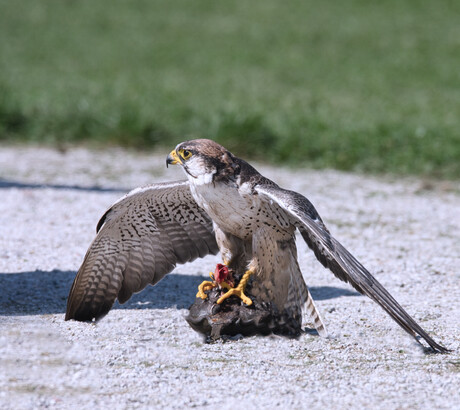 Grijzearendbuizerd.......