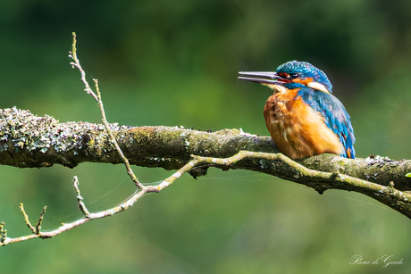ijsvogel