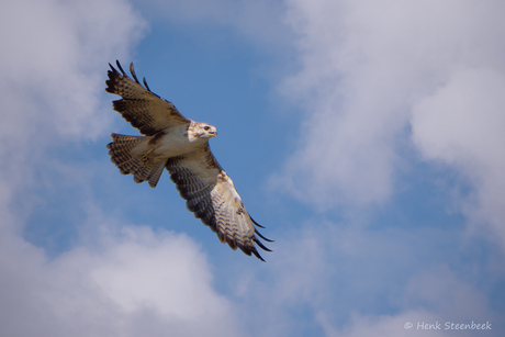 Buizerd boven de polder