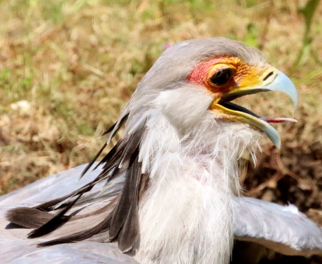 Secretarisvogel