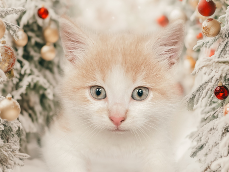 Nieuw kitten in huis