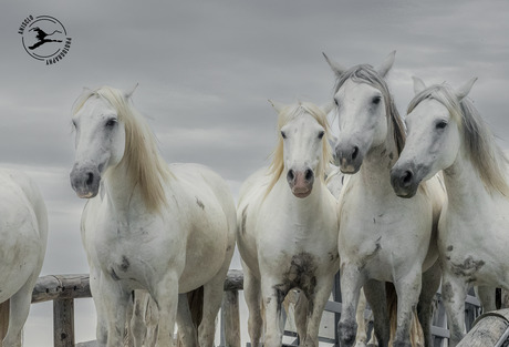 Paarden van de Camargue met avondlucht.