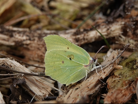  citroenvlinder (Gonepteryx rhamni)