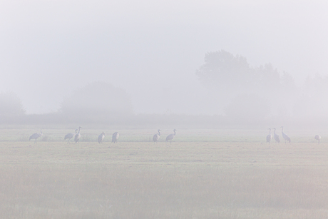 kraanvogels in de mist