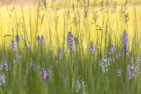 Wilde orchideen