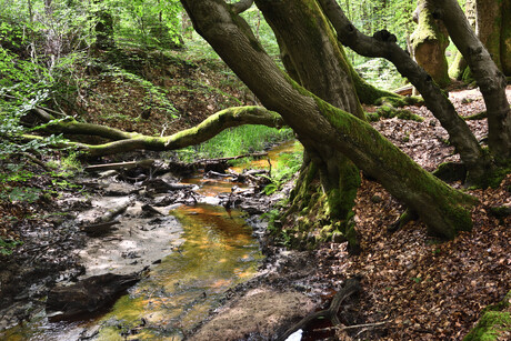 Natuurgebied de Hoefaert.