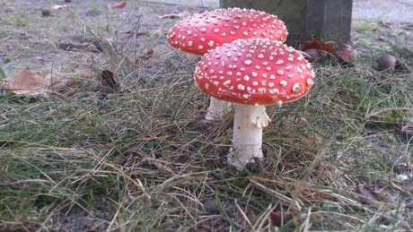 mooie paddestoelen