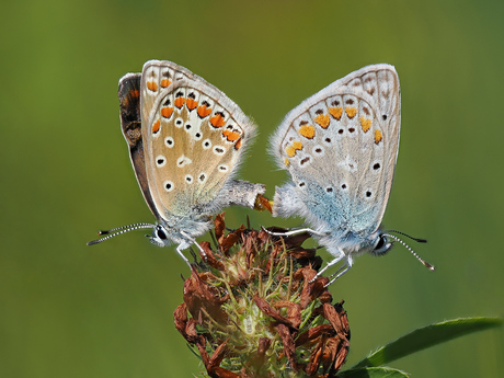 Parende Icarusblauwtjes