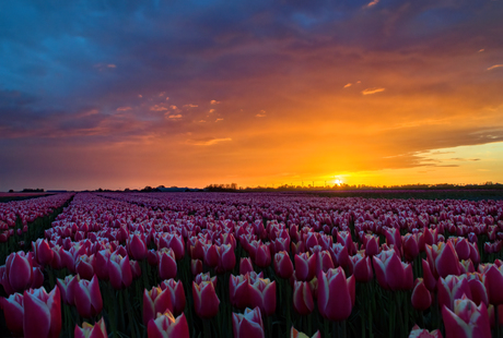 Nationale tulpendag