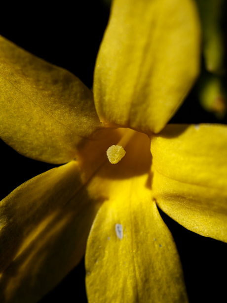 Forsythia