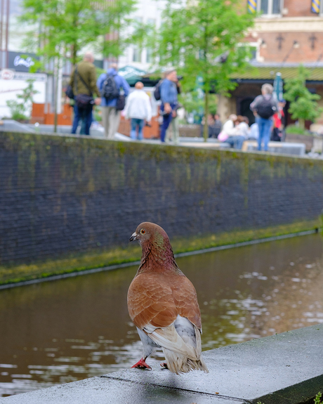 De duif van Leeuwarden