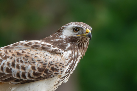 Buizerd portret