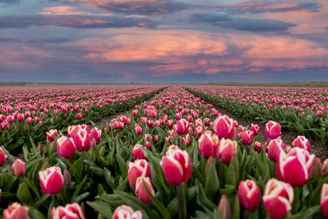 Tulpenveld