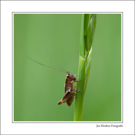 Rund um den Römerspudel