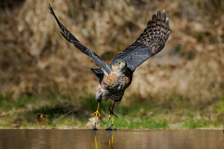 sperwer