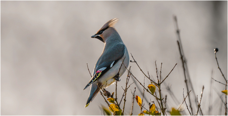 Pestvogel strikes a pose