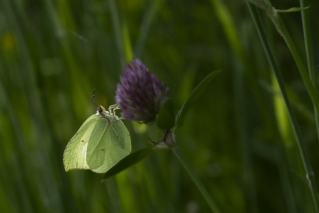 Geel Citroenvlindertje