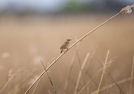 Sedge warbler - Rietzanger 