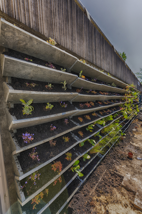 Planten in de muur