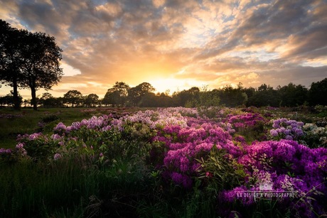 Prachtig veld vol bloeiende rododendrons in het gouden licht van de ondergaande zon