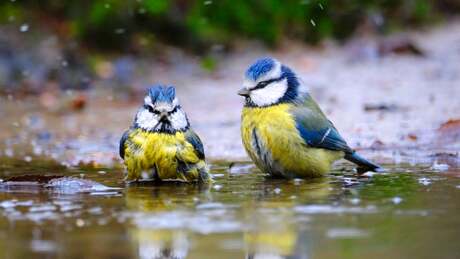 Badderende pimpelmezen