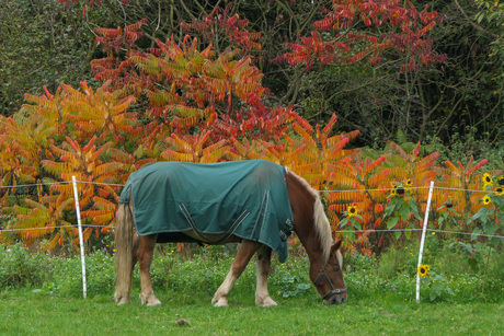 Herfst