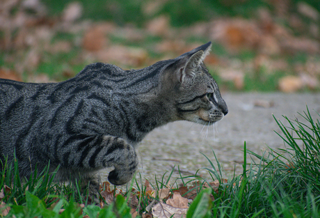 Jagende kat