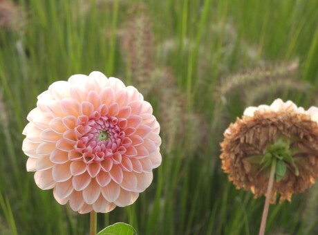 Dahlia's uit eigen tuin 