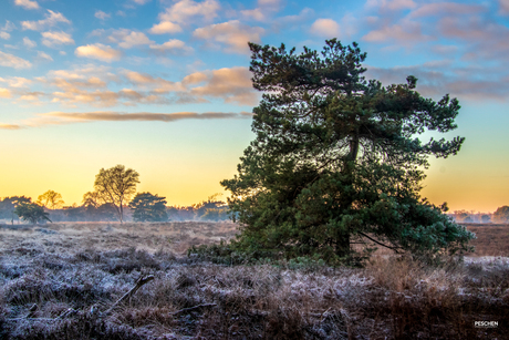 Koude avond op de Cartierheide