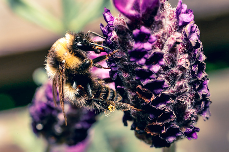 Een bij snoepend aan de lavendel