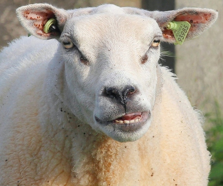 Un joli sourire...