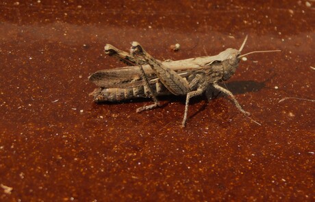 Bruine  sprinkhaan (Chorthippus)