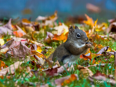 Eekhoorn tussen de herfst bladeren
