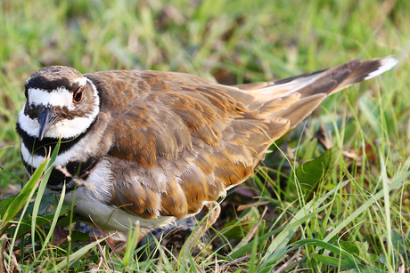 Killdeer ?