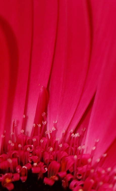 Pink beauty