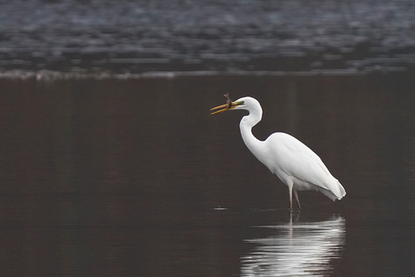 Grote zilverreiger op jacht