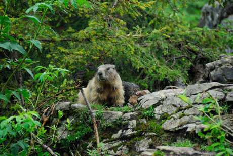 nieuwsgierige marmot